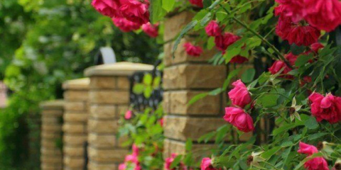 Kudrnaté růže (59 fotek): péče o aristokratickou krásu